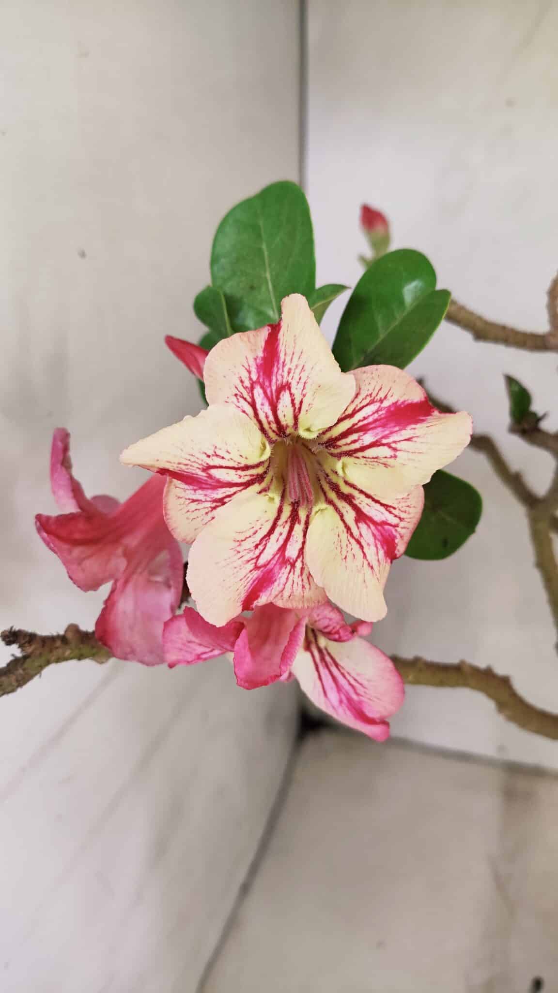 Planta Simples 3321 – 40cm – 04 anos - foto 4