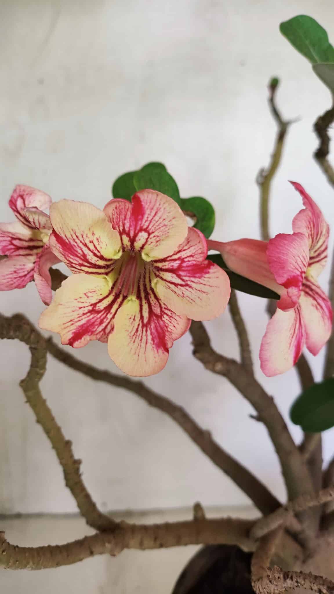 Planta Simples 3321 – 40cm – 04 anos - foto 3