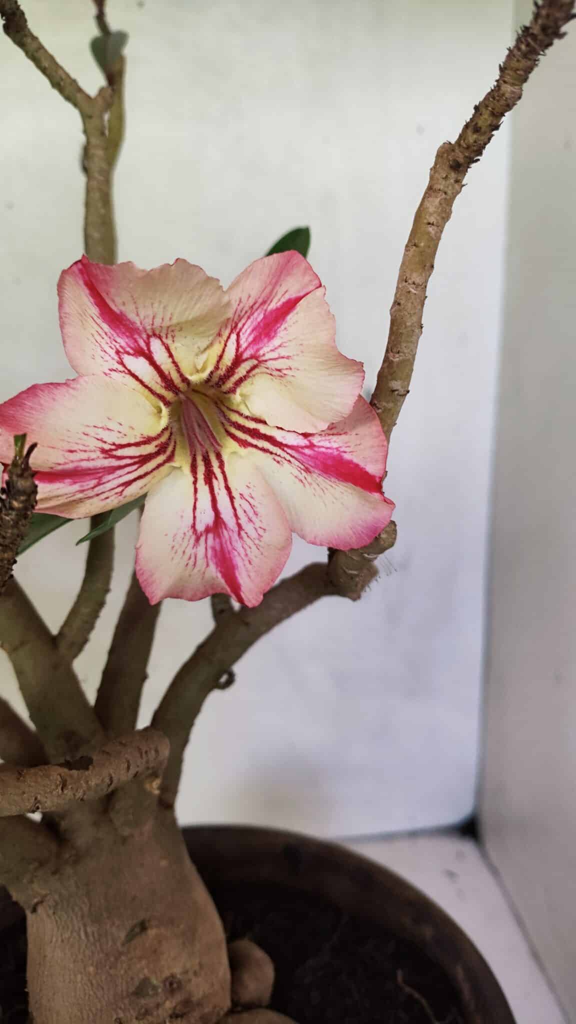 Planta Simples 3321 – 40cm – 04 anos - foto 7