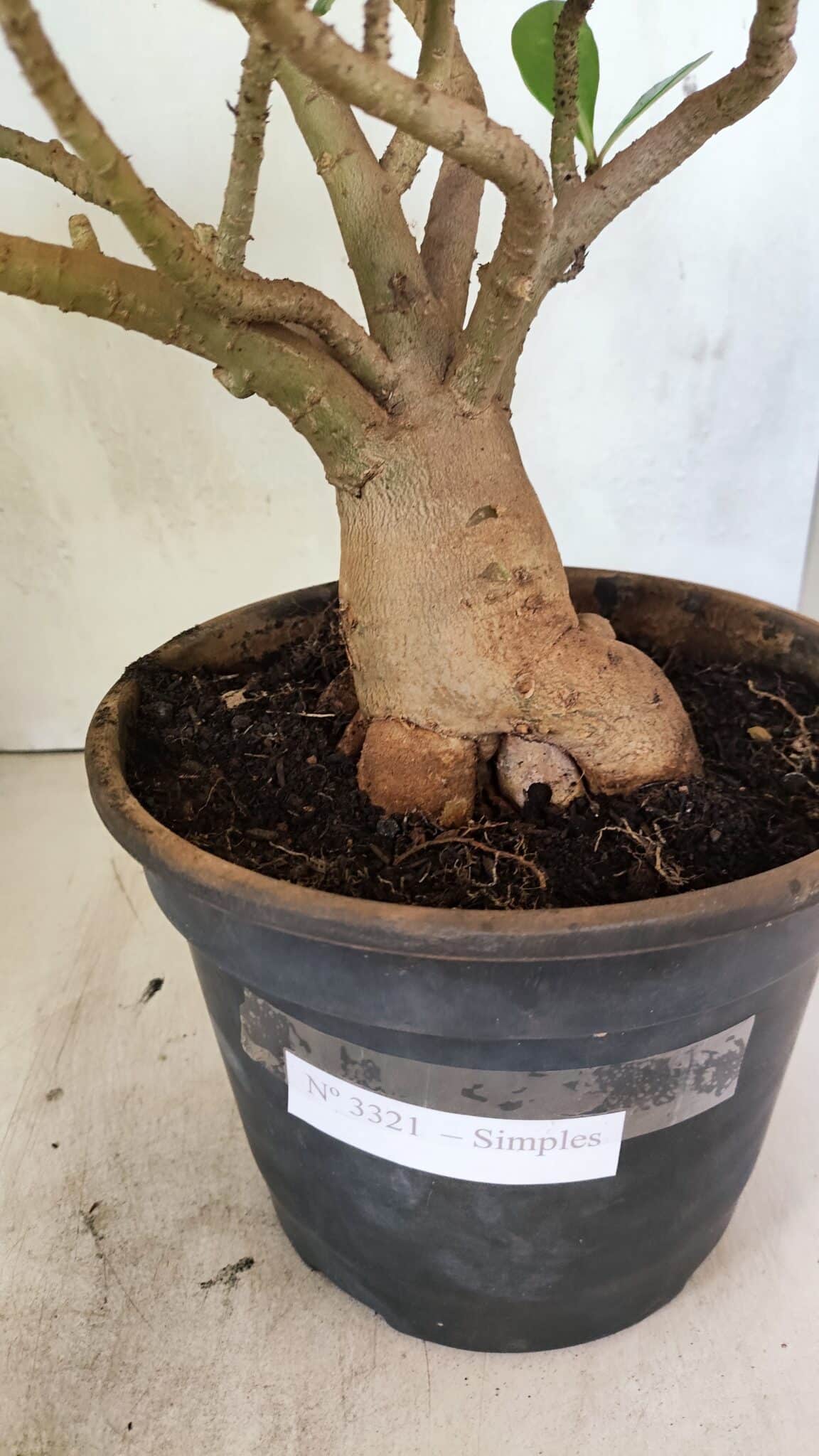 Planta Simples 3321 – 40cm – 04 anos - foto 11