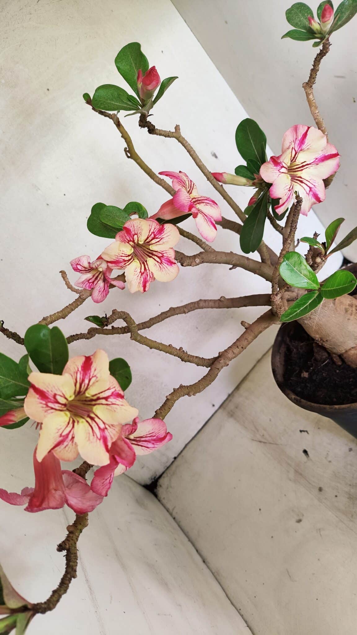 Planta Simples 3321 – 40cm – 04 anos - foto 5