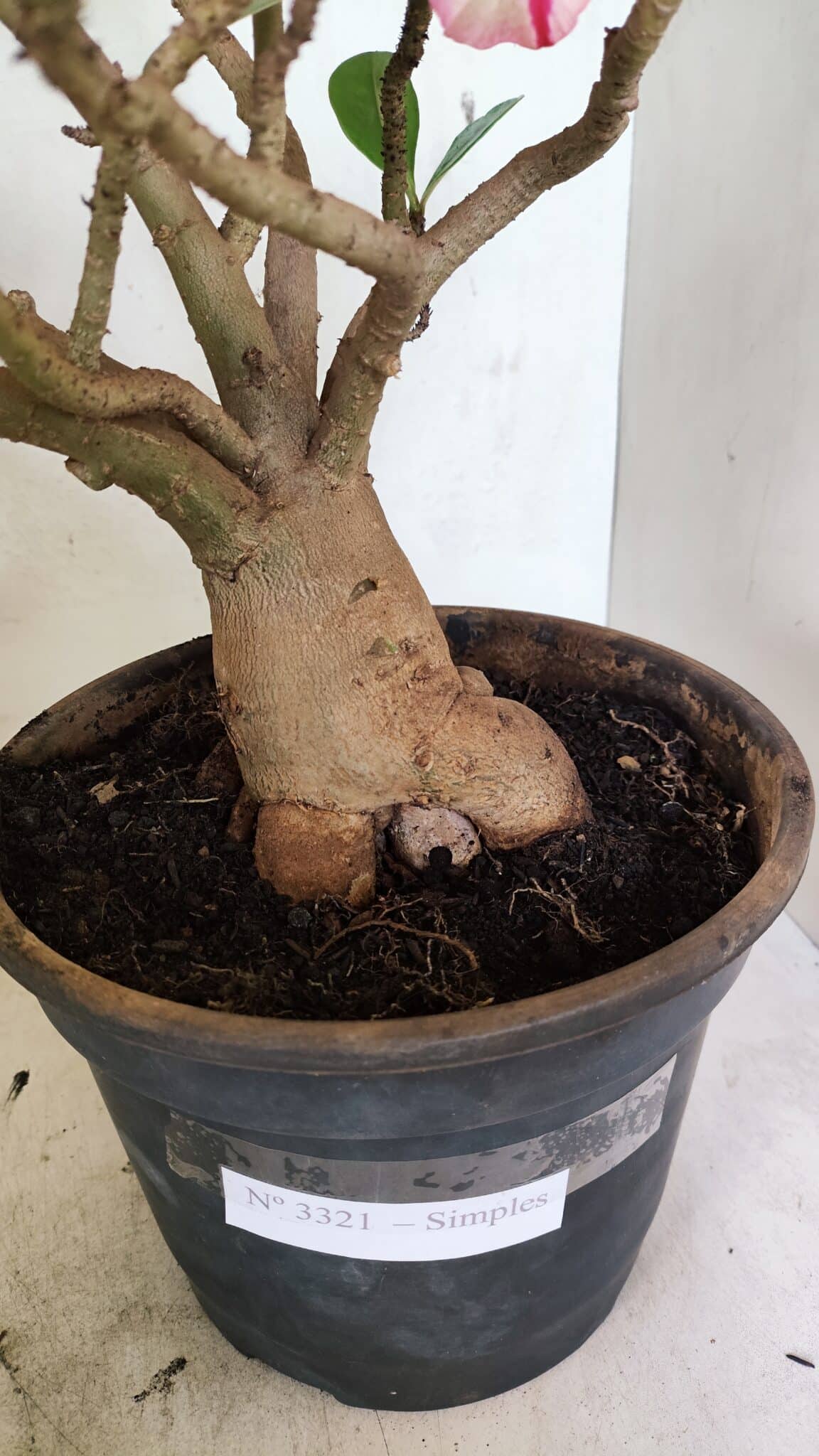 Planta Simples 3321 – 40cm – 04 anos - foto 10