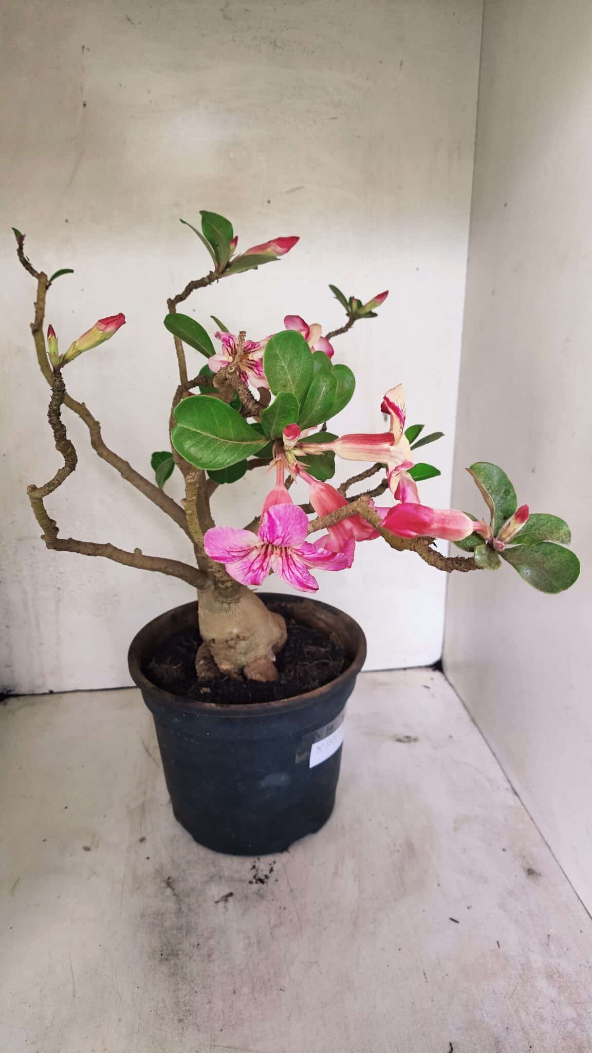 Planta Simples 3321 – 40cm – 04 anos - foto 9