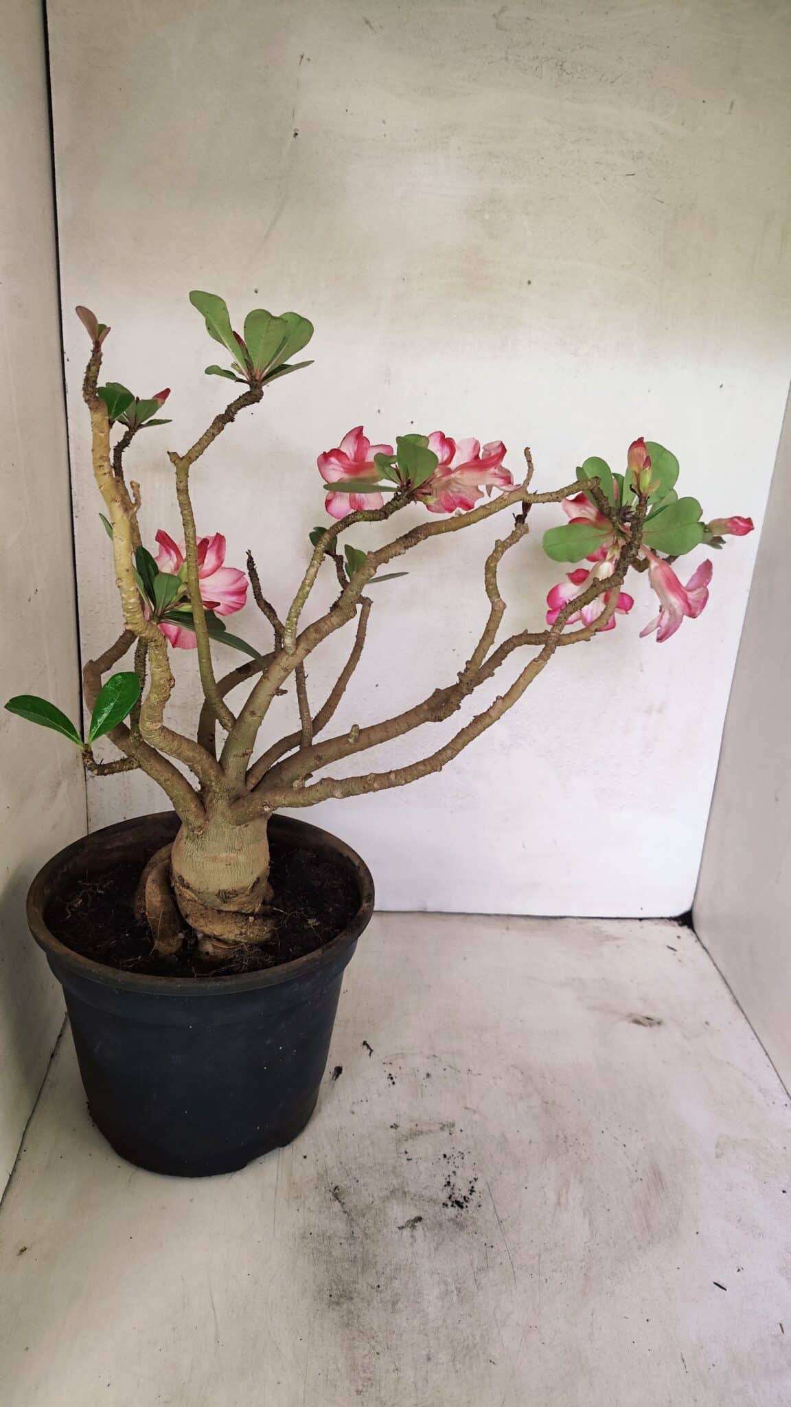 Planta Simples 3321 – 40cm – 04 anos - foto 8