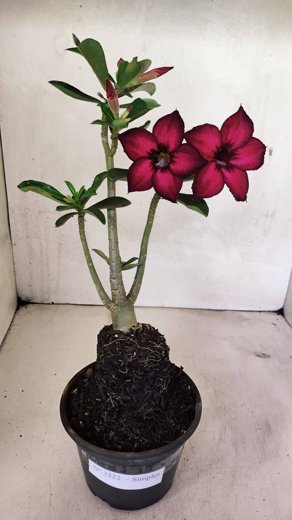 Planta Simples 3322 – 35cm – 03 anos - foto 2