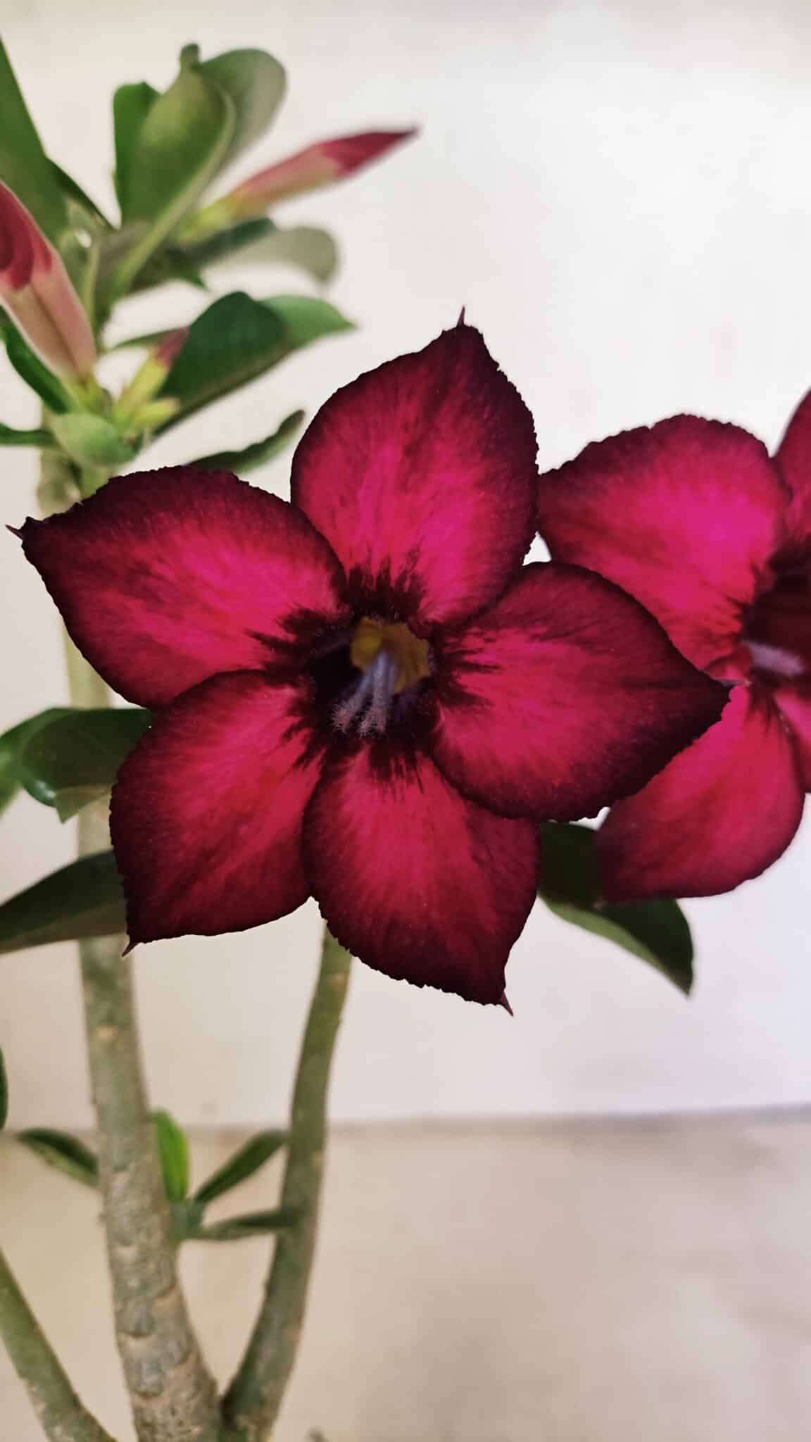Planta Simples 3322 – 35cm – 03 anos - foto 3