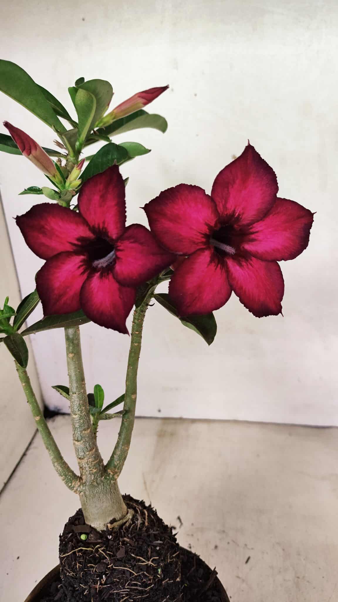 Planta Simples 3322 – 35cm – 03 anos - foto 4