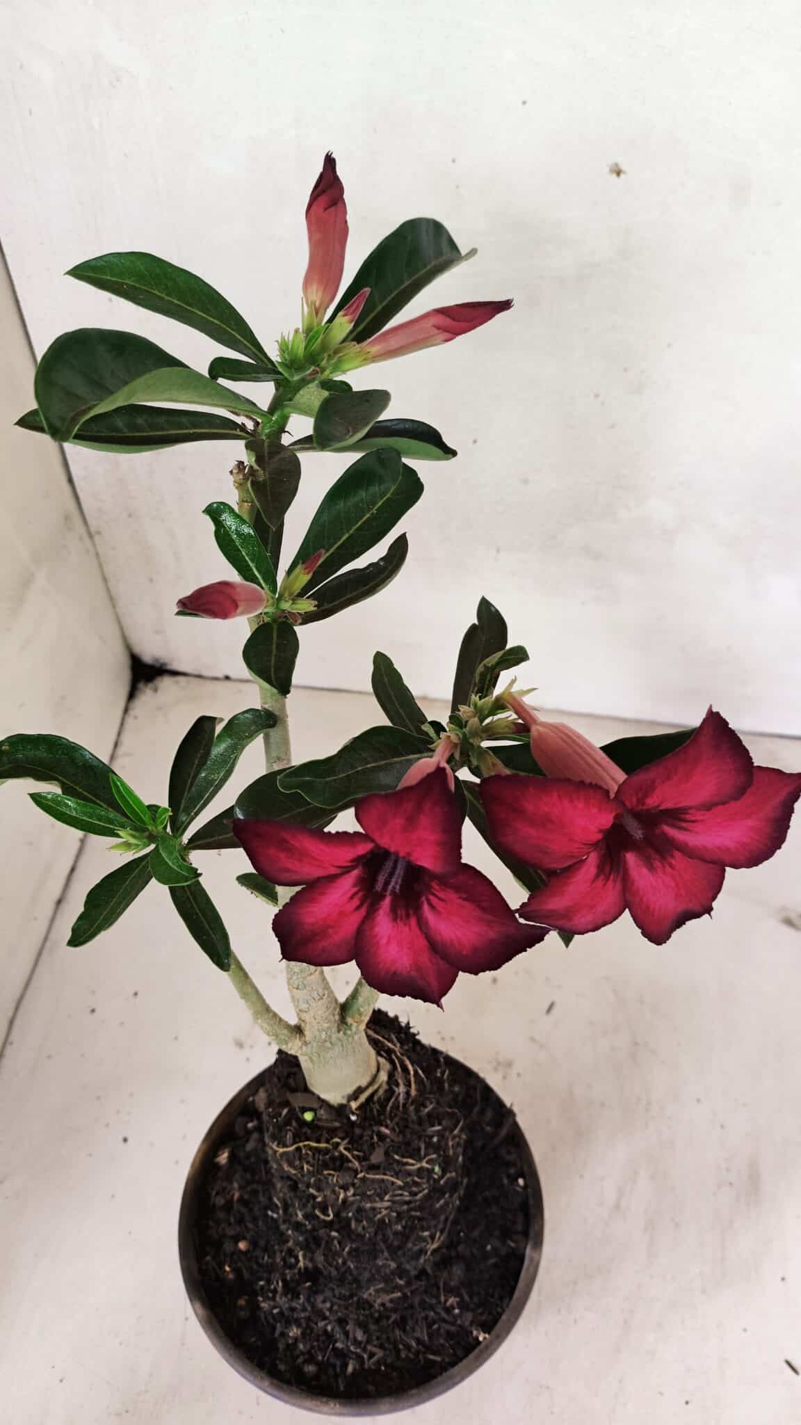 Planta Simples 3322 – 35cm – 03 anos - foto 5