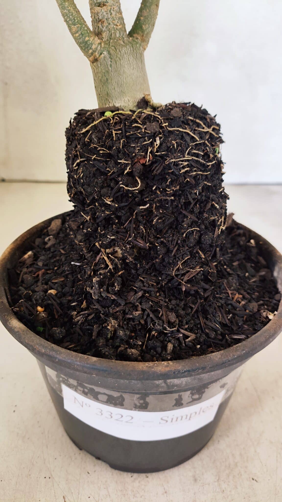 Planta Simples 3322 – 35cm – 03 anos - foto 8