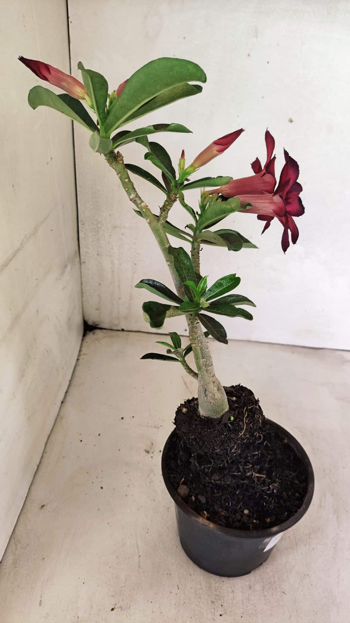 Planta Simples 3322 – 35cm – 03 anos - foto 7