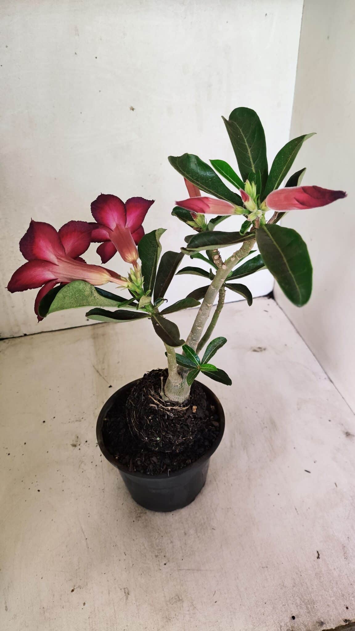 Planta Simples 3322 – 35cm – 03 anos - foto 6