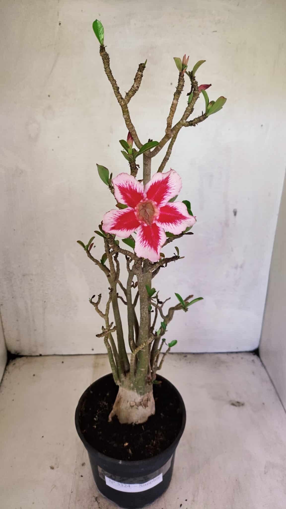 Planta Simples 3324 – 40cm – 03 anos - foto 2