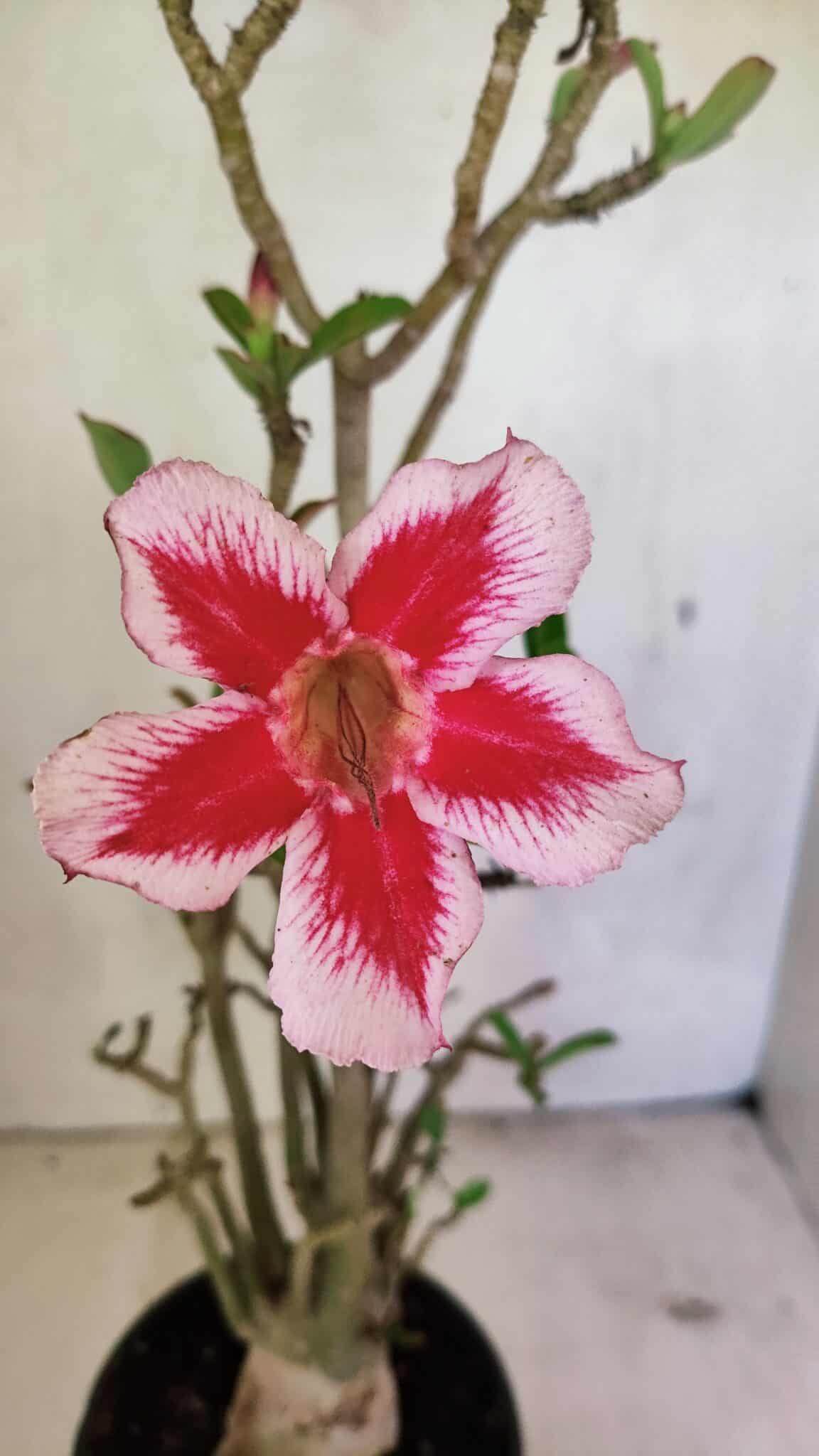 Planta Simples 3324 – 40cm – 03 anos - foto 3