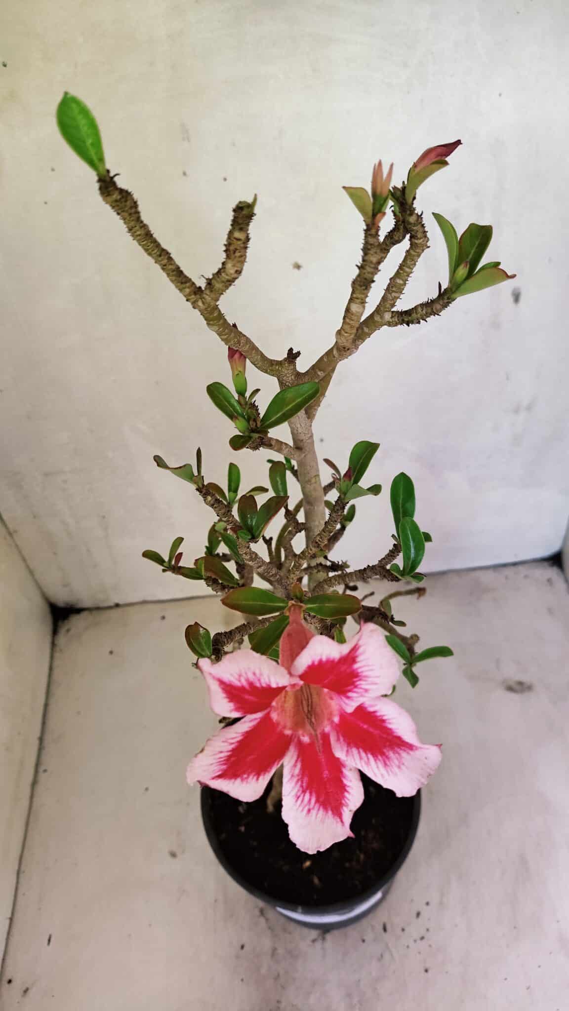 Planta Simples 3324 – 40cm – 03 anos - foto 4