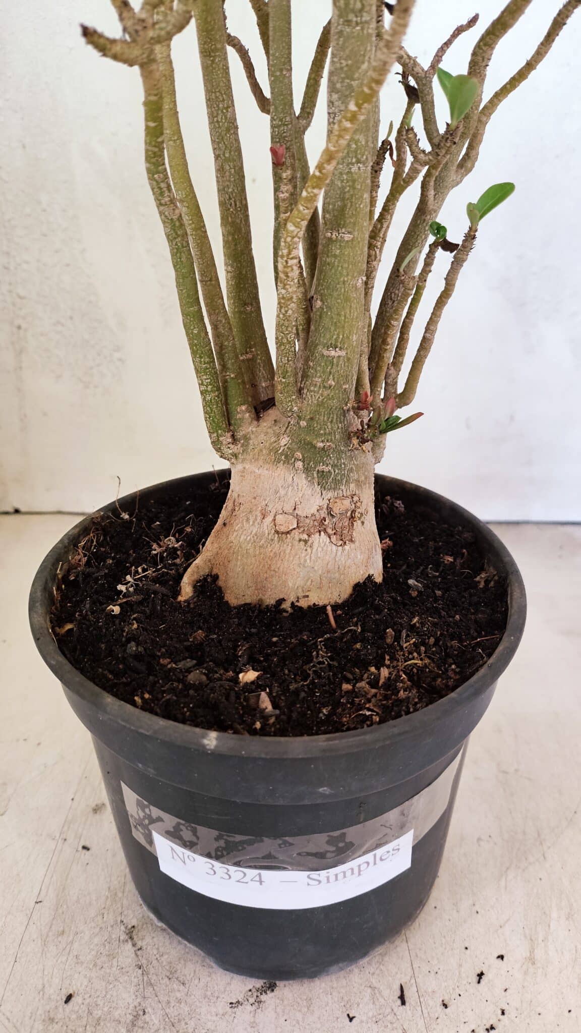 Planta Simples 3324 – 40cm – 03 anos - foto 8