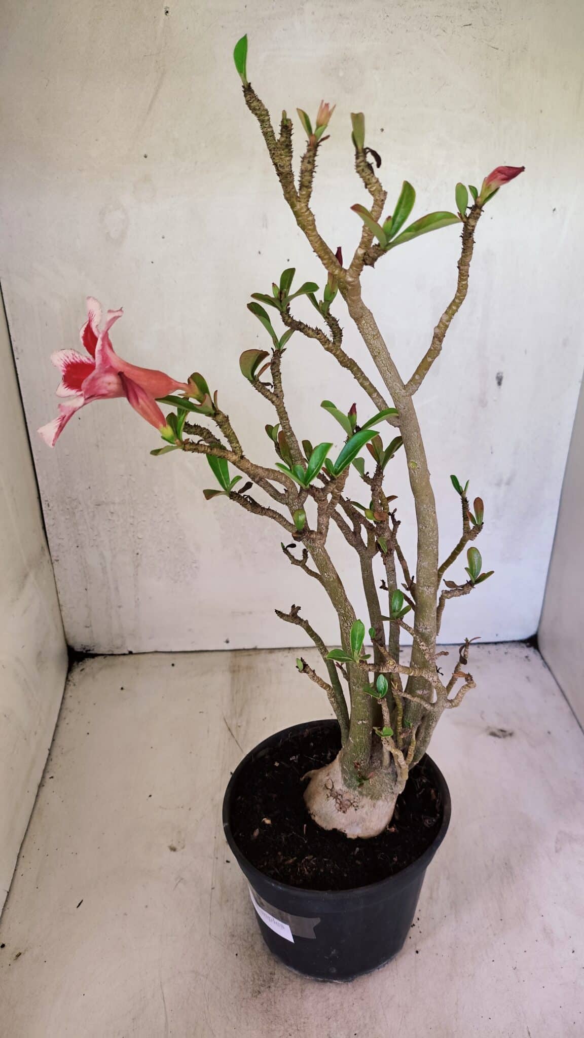 Planta Simples 3324 – 40cm – 03 anos - foto 7