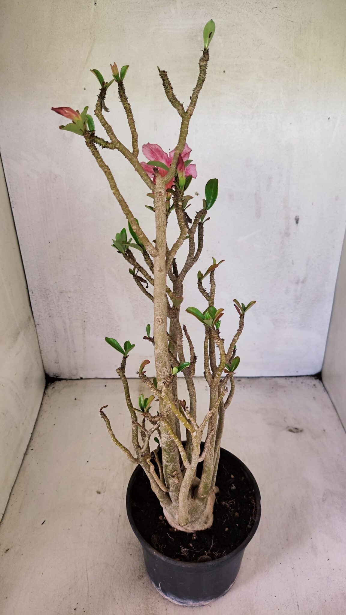 Planta Simples 3324 – 40cm – 03 anos - foto 6