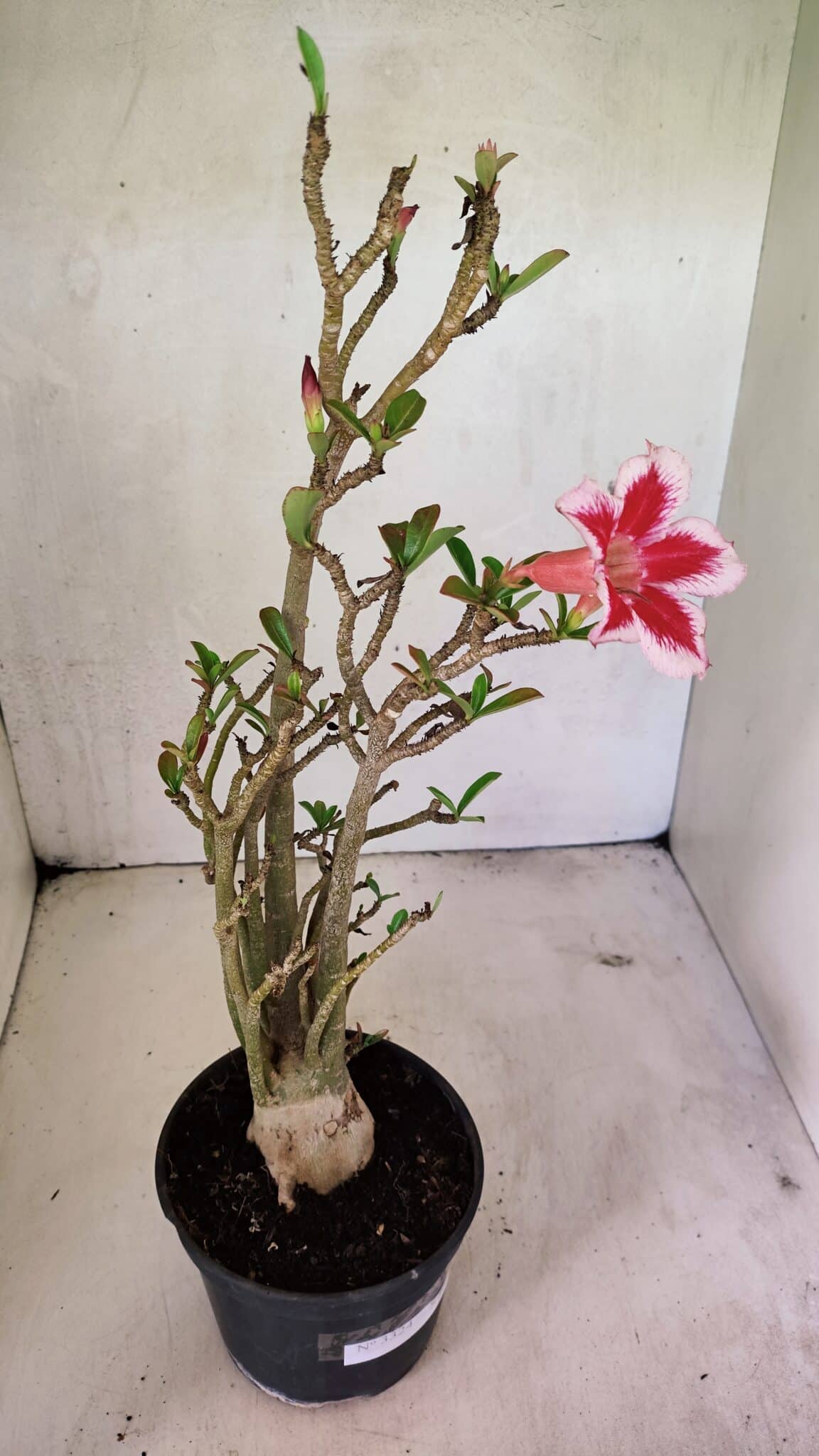 Planta Simples 3324 – 40cm – 03 anos - foto 5