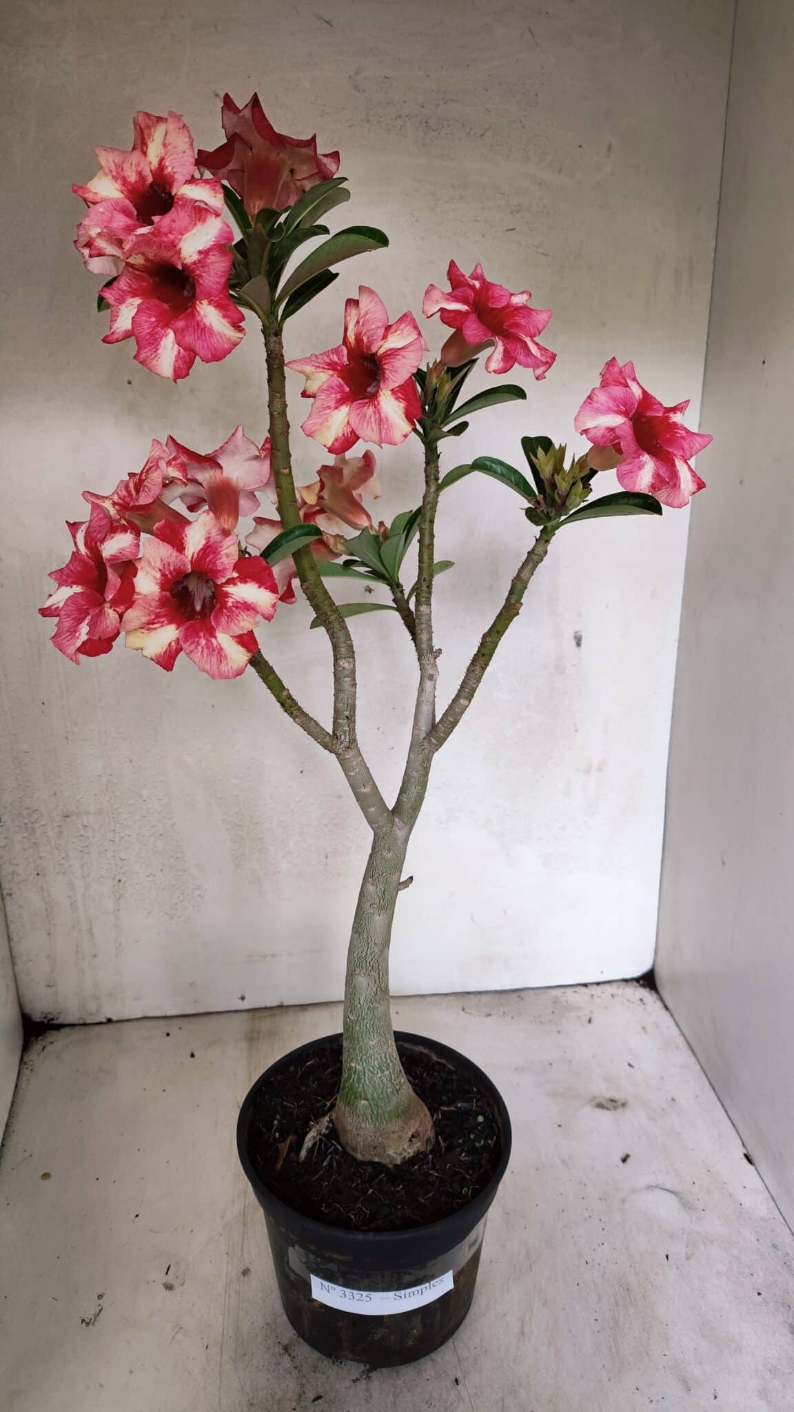 Planta Simples 3325 – 35cm – 03 anos - foto 2