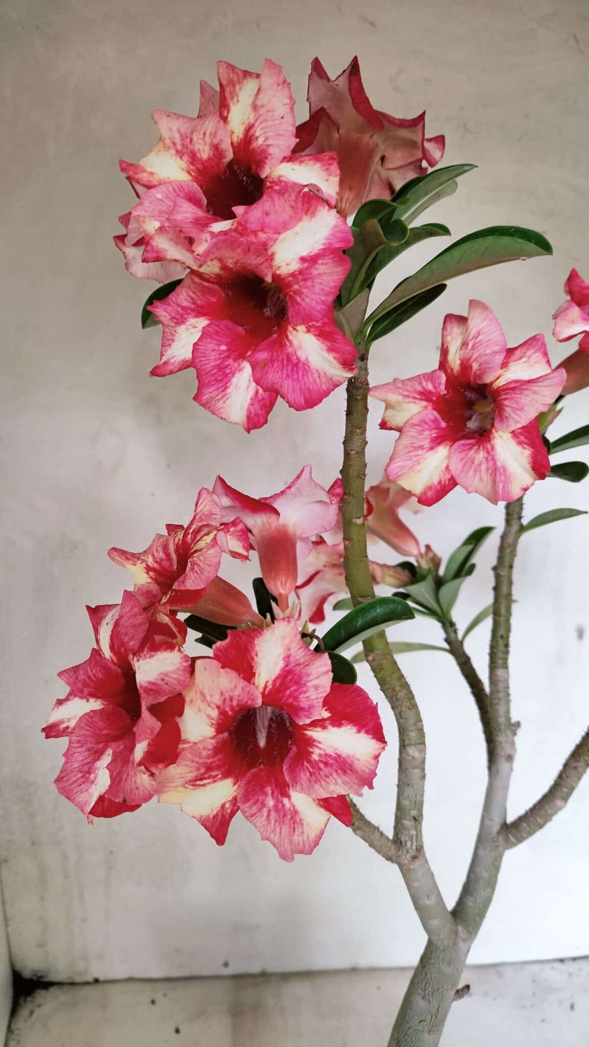 Planta Simples 3325 – 35cm – 03 anos - foto 3