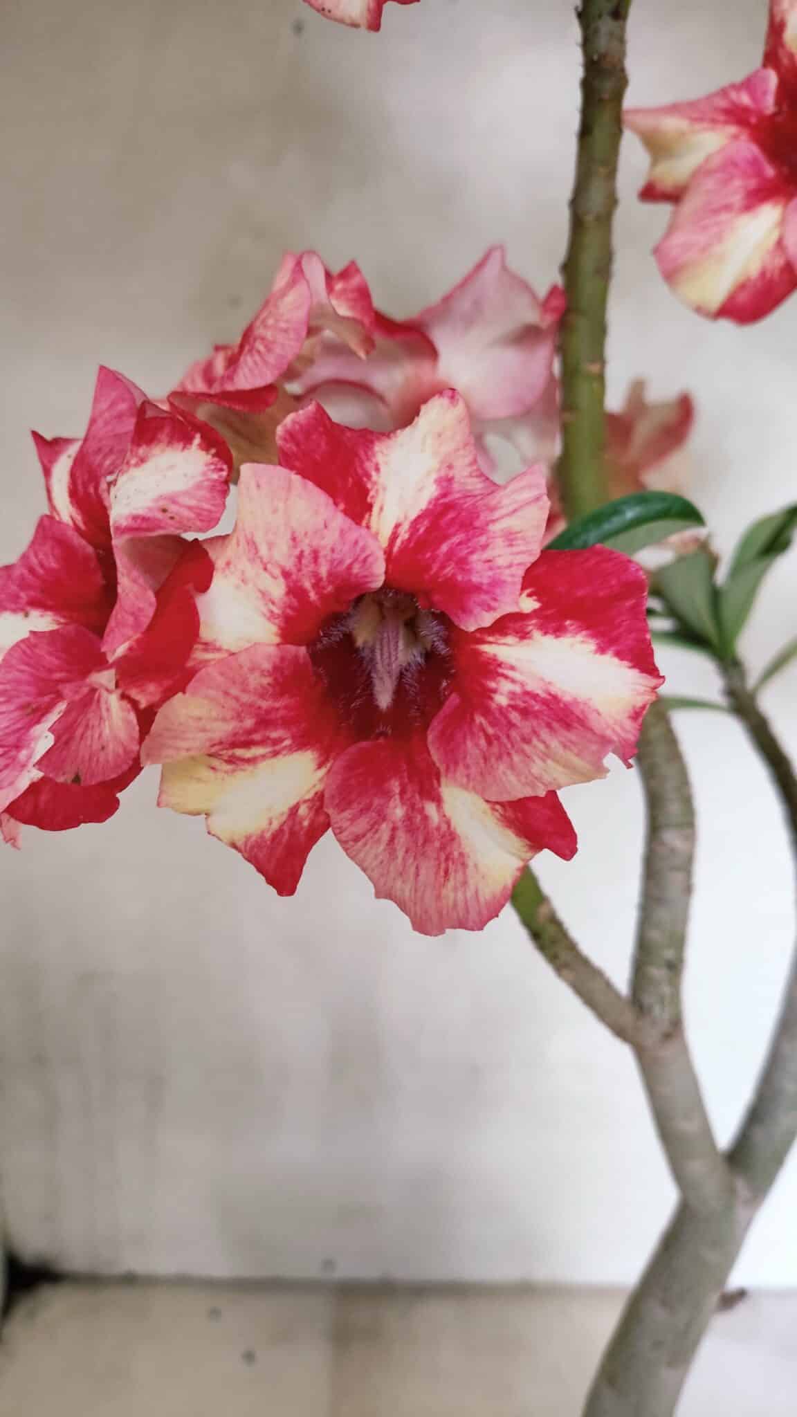 Planta Simples 3325 – 35cm – 03 anos - foto 5