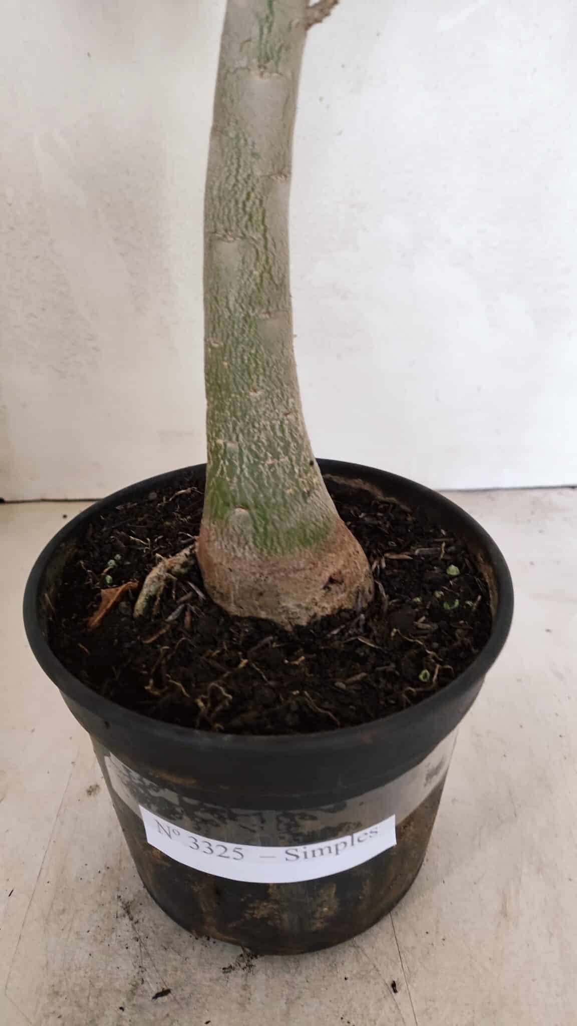 Planta Simples 3325 – 35cm – 03 anos - foto 8