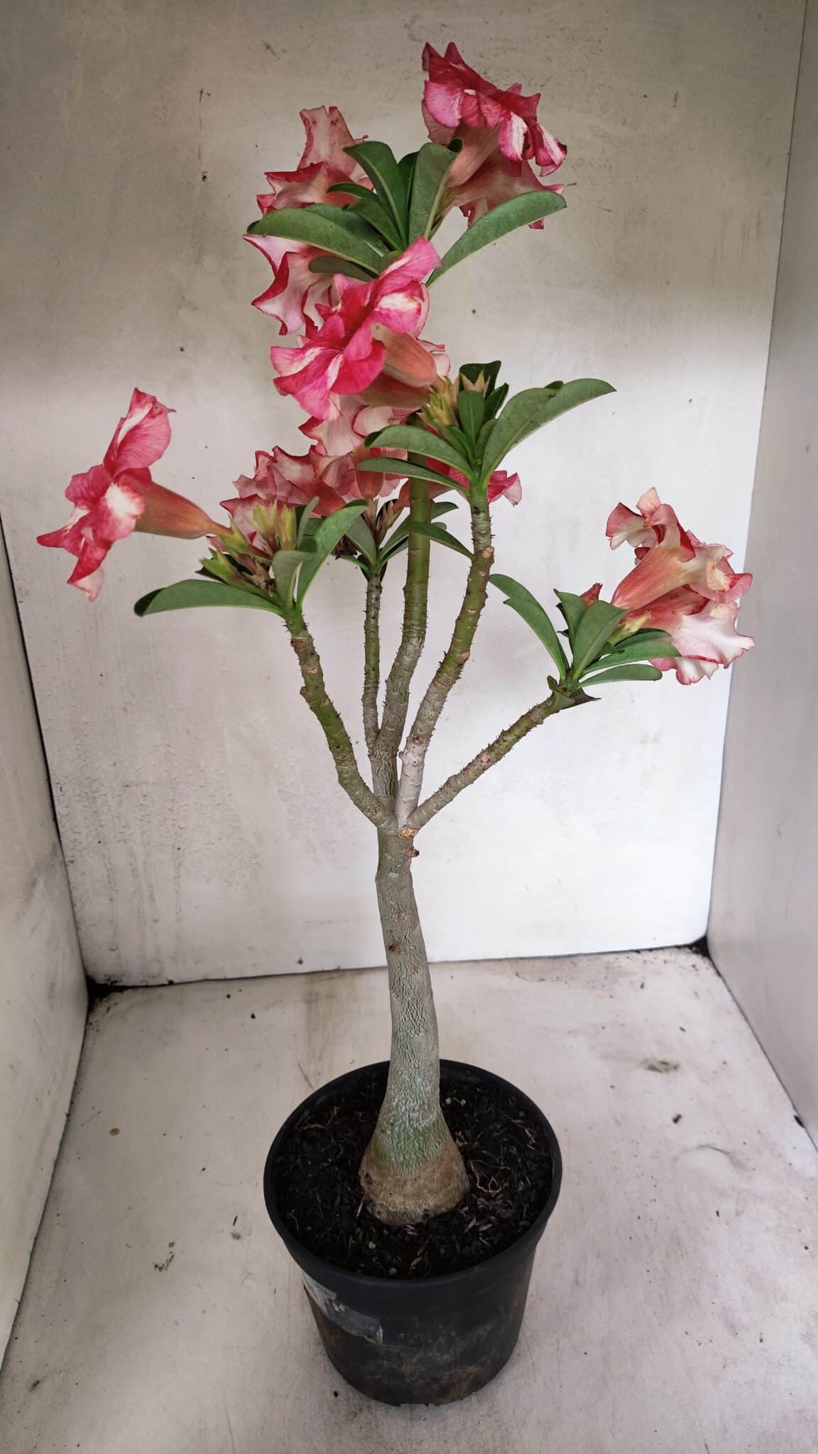 Planta Simples 3325 – 35cm – 03 anos - foto 7