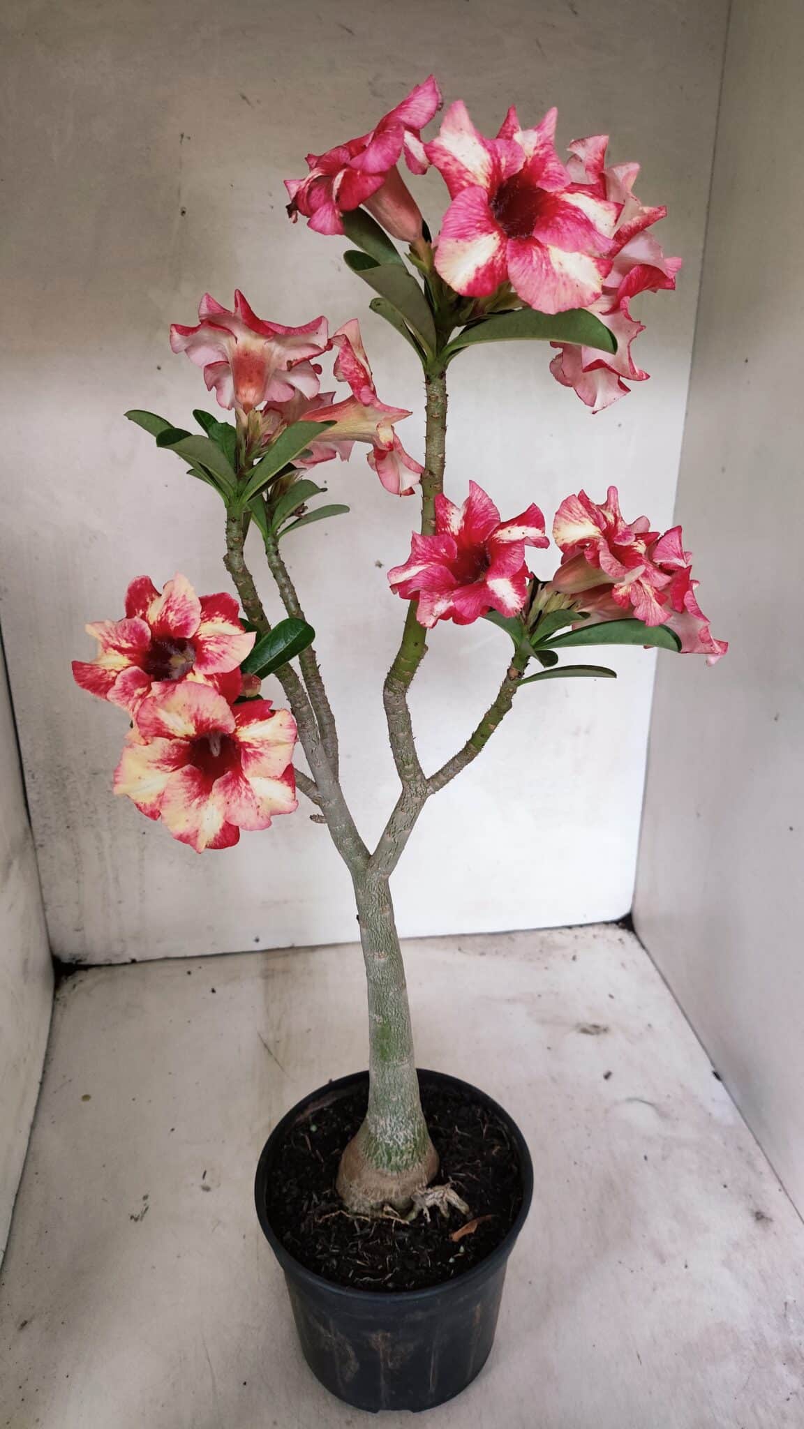 Planta Simples 3325 – 35cm – 03 anos - foto 6