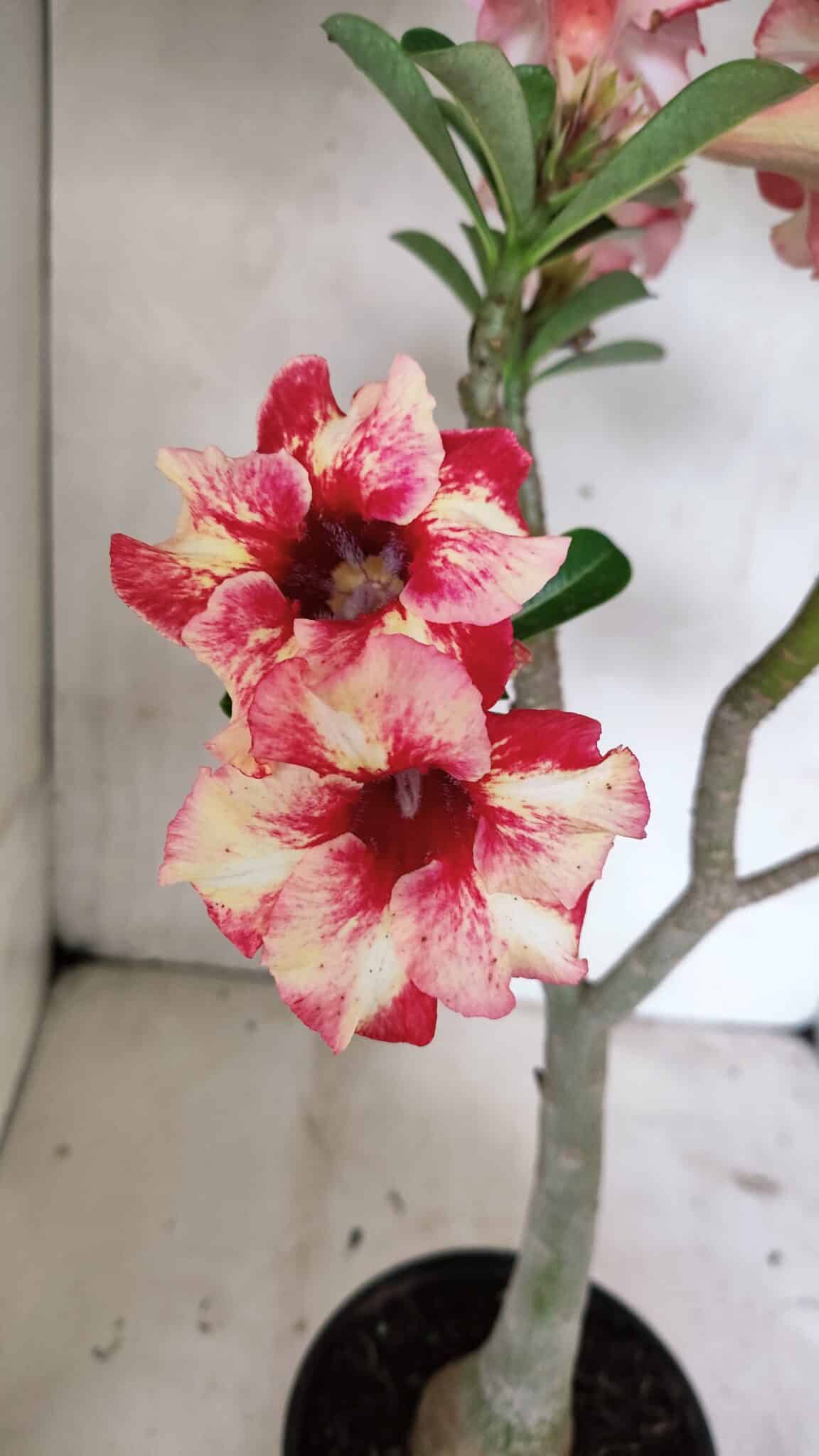 Planta Simples 3325 – 35cm – 03 anos - foto 4