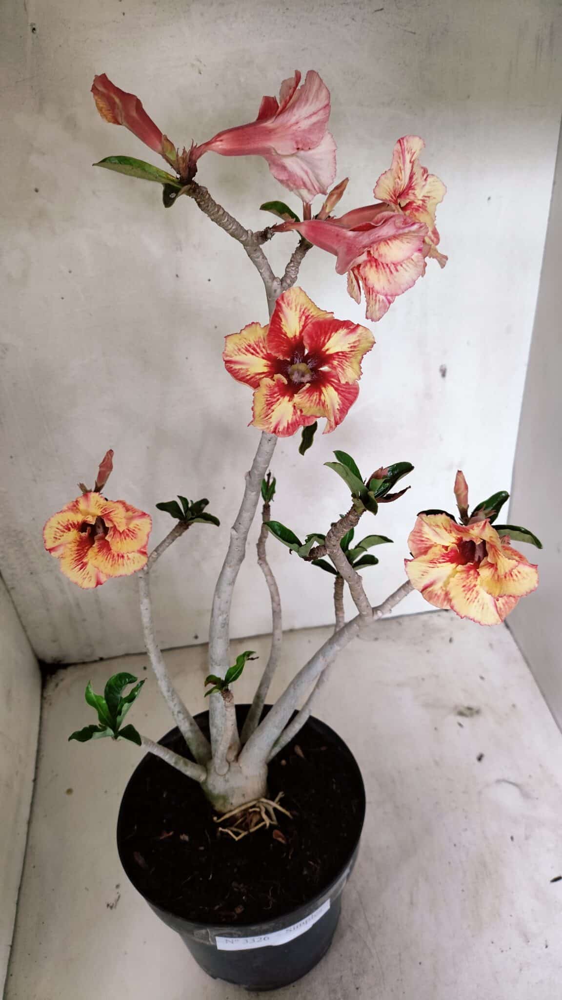 Planta Simples 3326 – 45cm – 03 anos - foto 2
