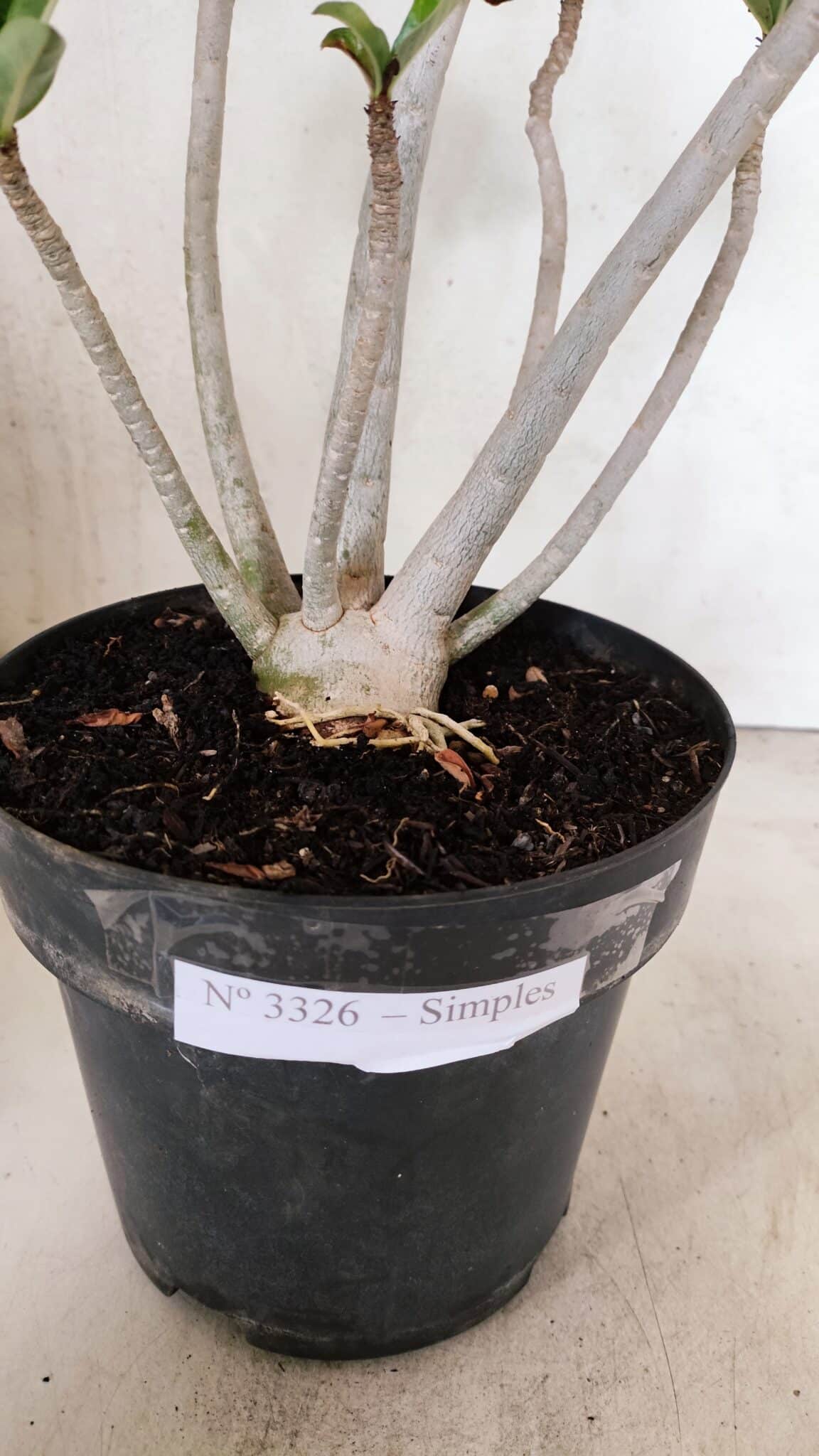Planta Simples 3326 – 45cm – 03 anos - foto 7