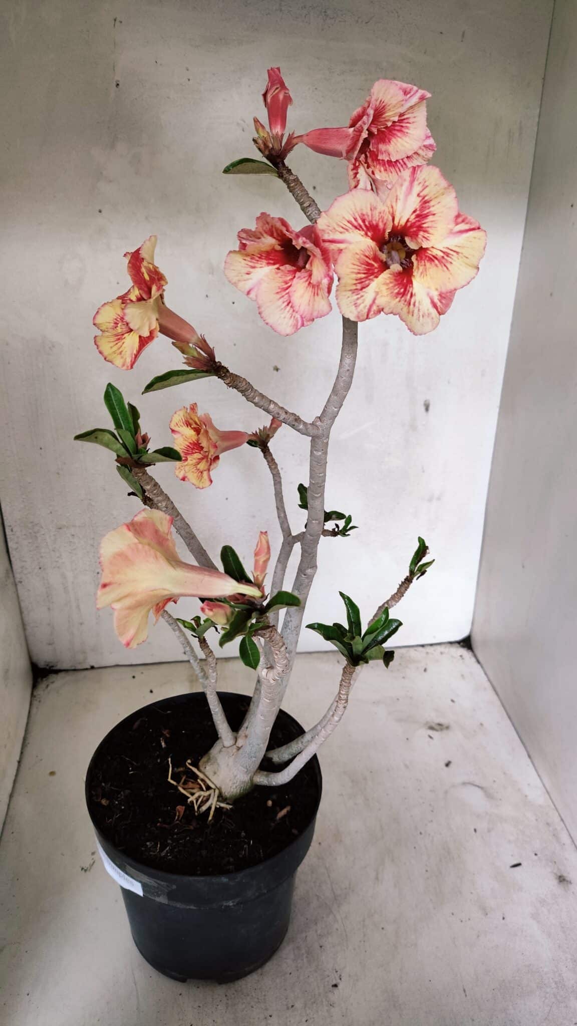 Planta Simples 3326 – 45cm – 03 anos - foto 6