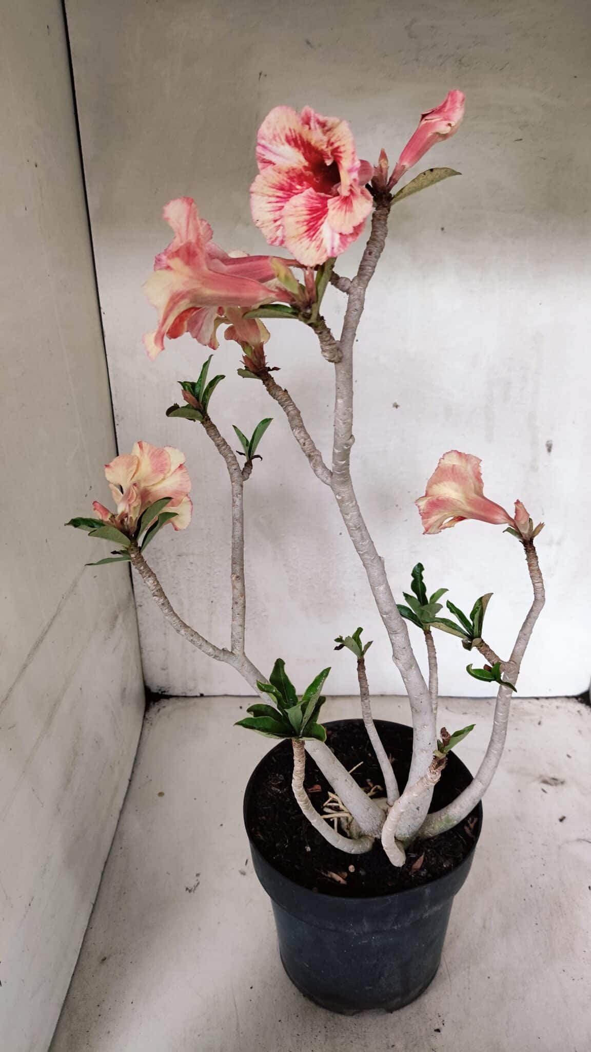 Planta Simples 3326 – 45cm – 03 anos - foto 5