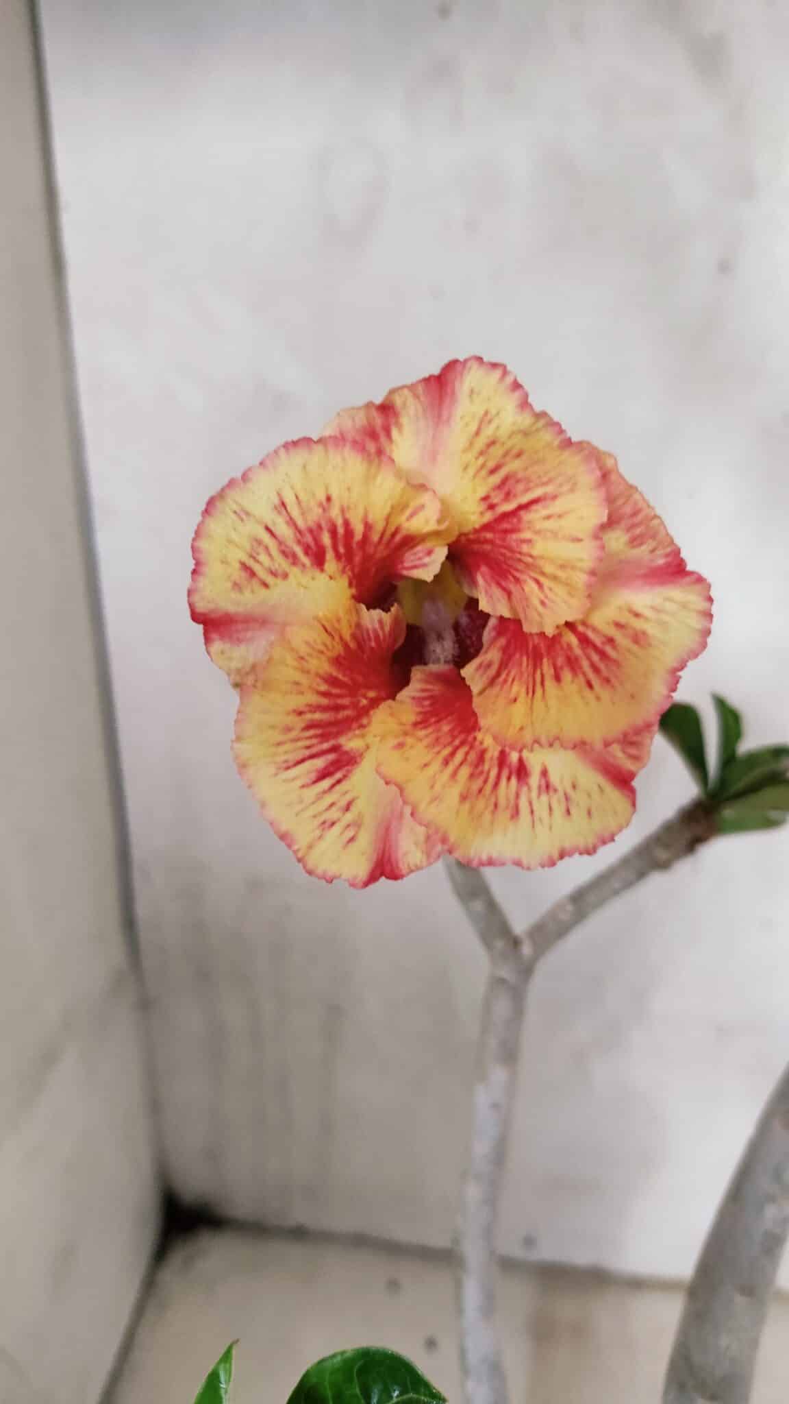 Planta Simples 3326 – 45cm – 03 anos - foto 4