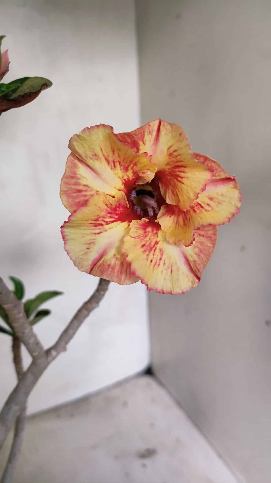 Planta Simples 3326 – 45cm – 03 anos - foto 3