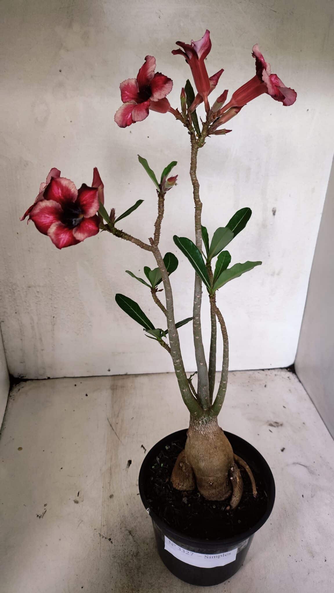 Planta Simples 3327 – 35cm – 03 anos - foto 2