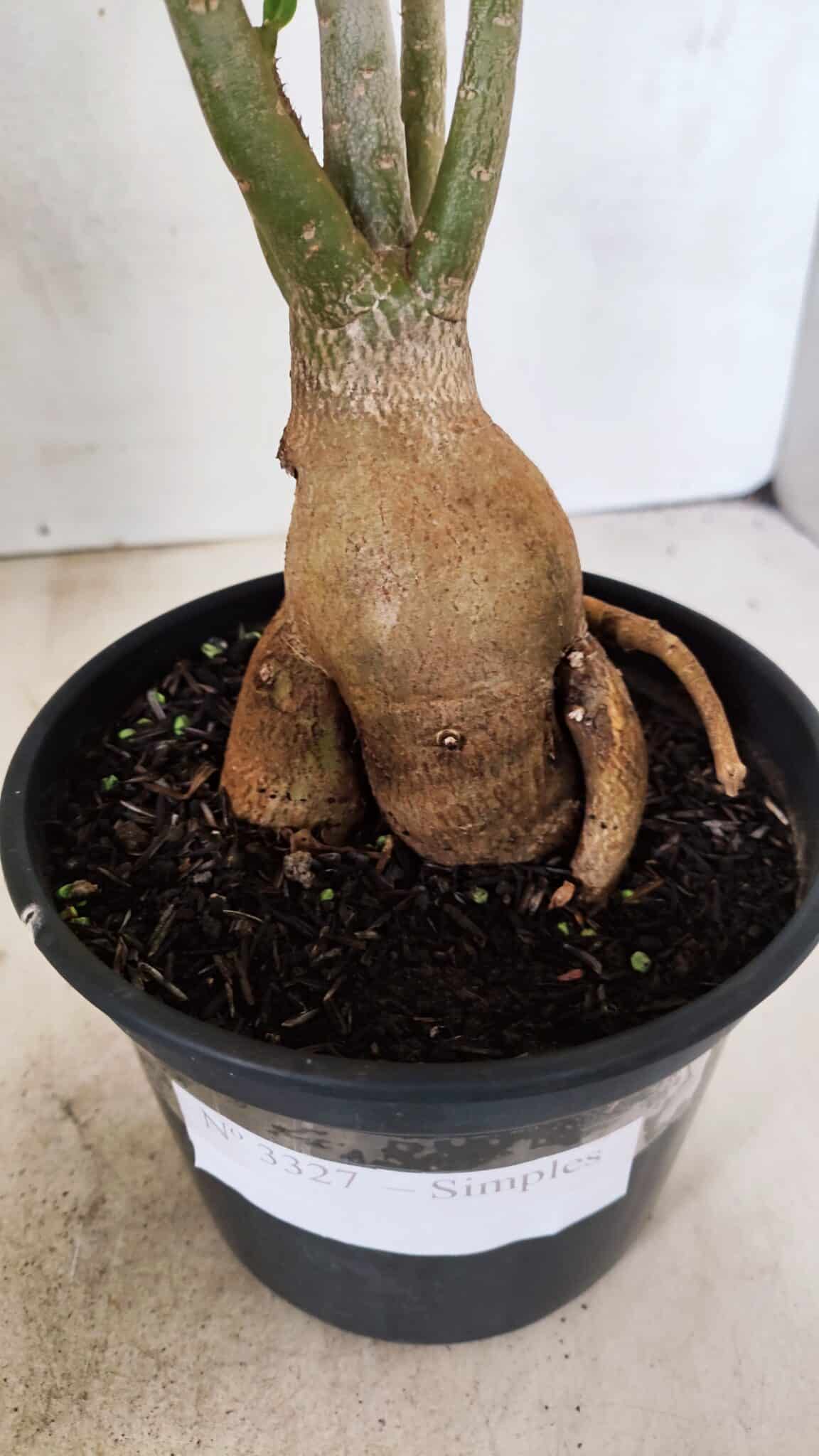 Planta Simples 3327 – 35cm – 03 anos - foto 6
