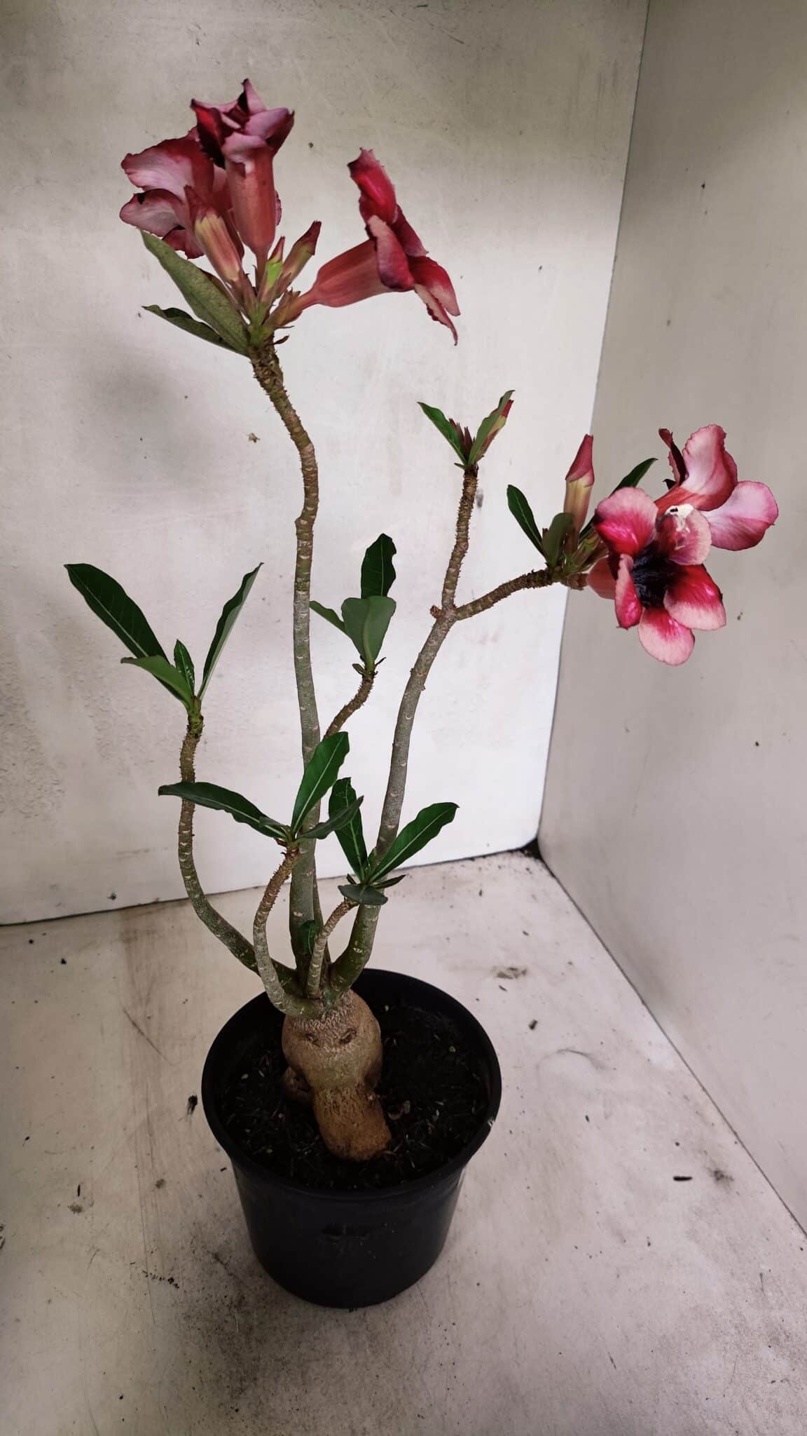 Planta Simples 3327 – 35cm – 03 anos - foto 5