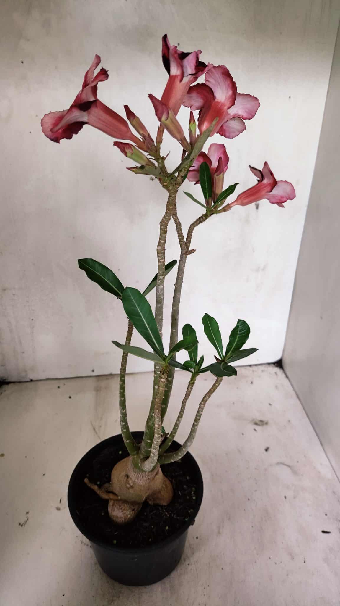Planta Simples 3327 – 35cm – 03 anos - foto 4