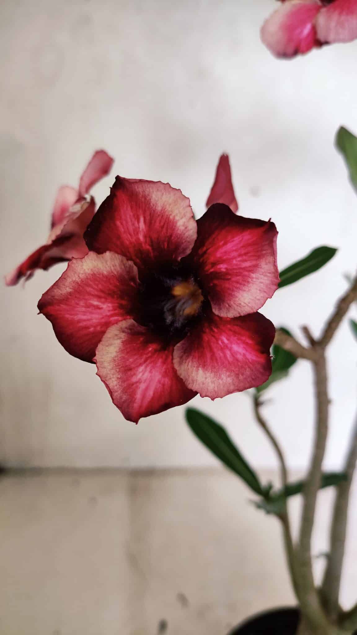 Planta Simples 3327 – 35cm – 03 anos - foto 3