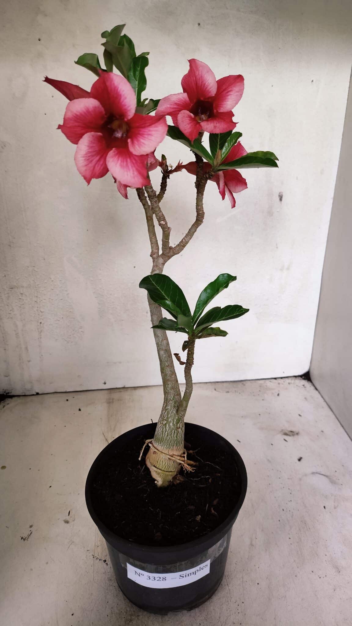 Planta Simples 3328 – 30cm – 02 anos - foto 2