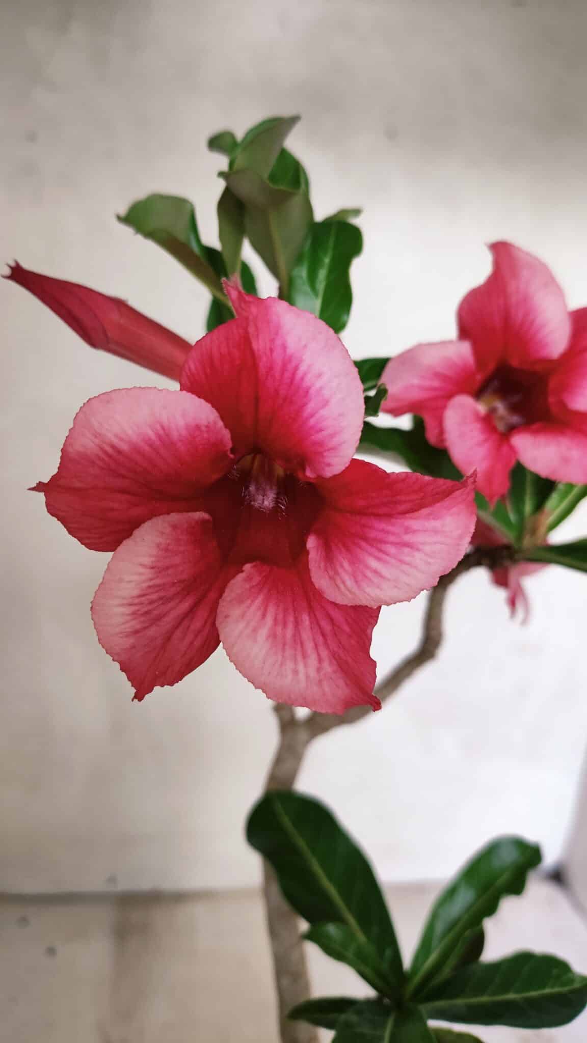 Planta Simples 3328 – 30cm – 02 anos - foto 4