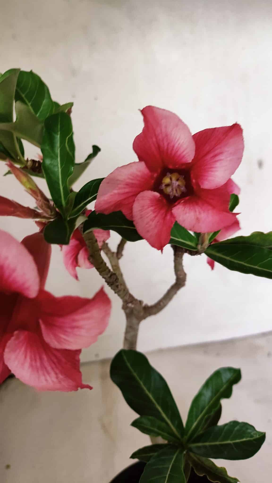 Planta Simples 3328 – 30cm – 02 anos - foto 3