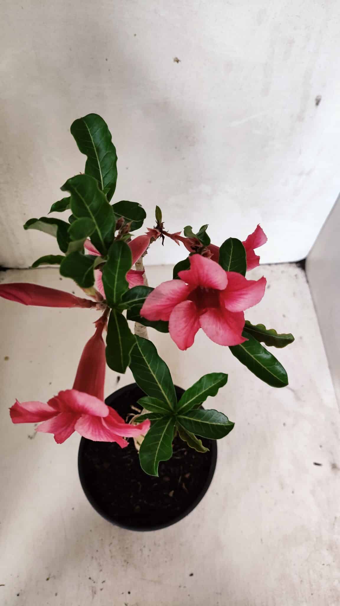 Planta Simples 3328 – 30cm – 02 anos - foto 5