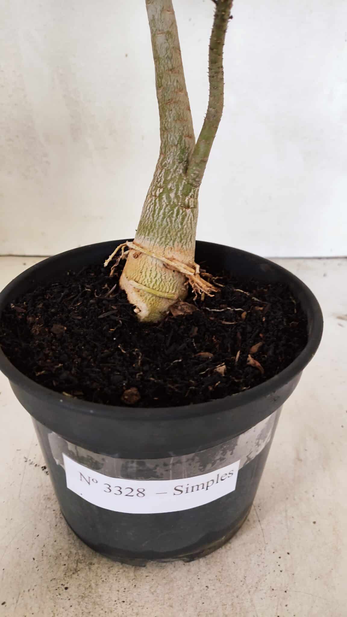Planta Simples 3328 – 30cm – 02 anos - foto 8