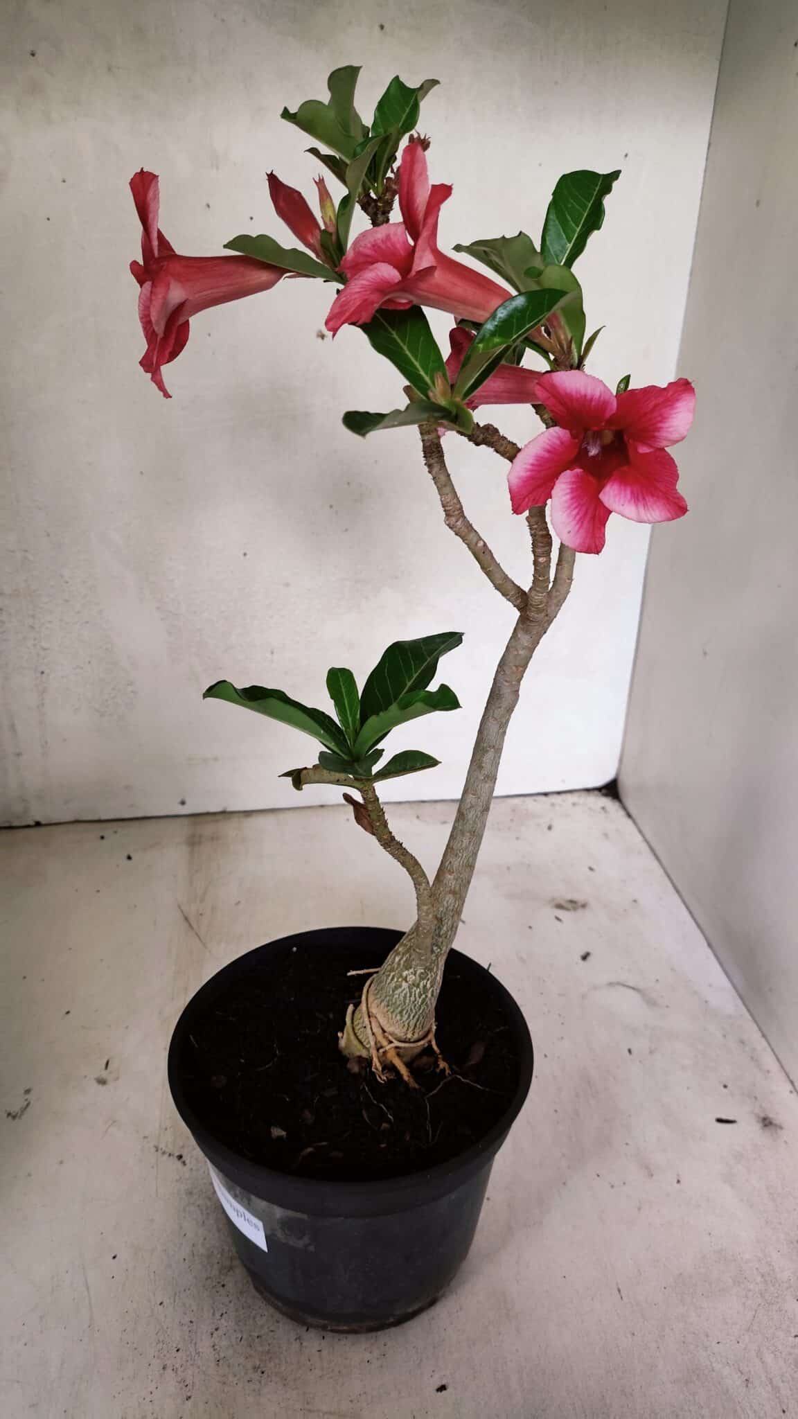 Planta Simples 3328 – 30cm – 02 anos - foto 7