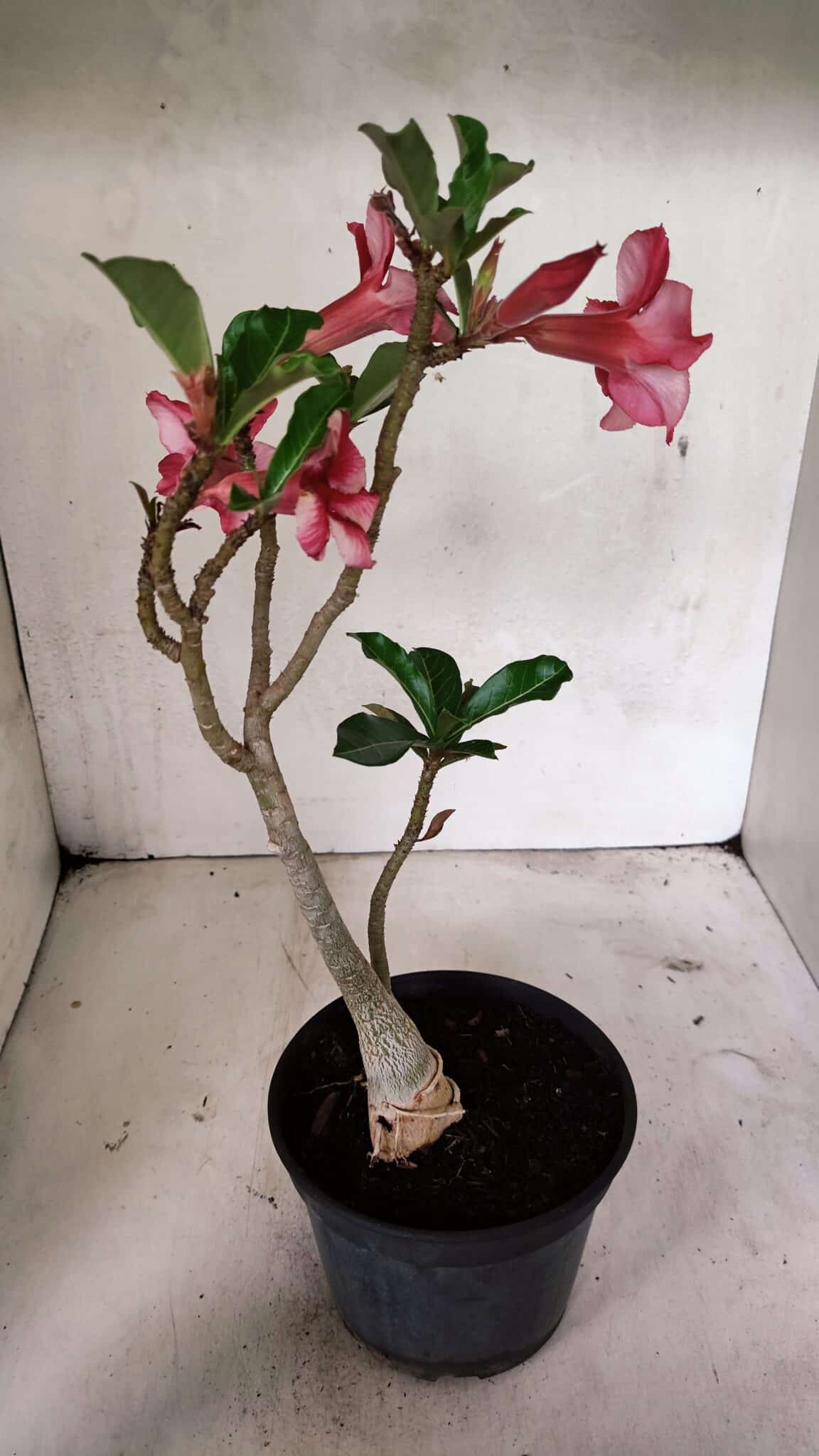 Planta Simples 3328 – 30cm – 02 anos - foto 6