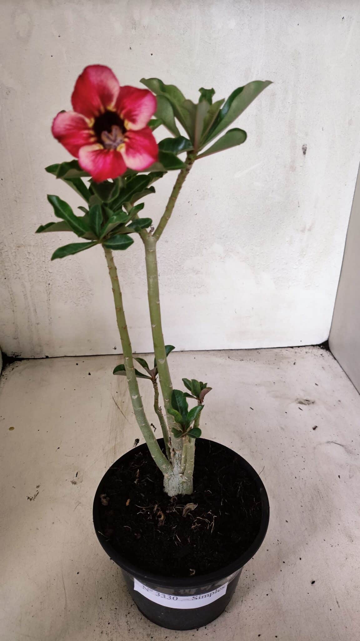 Planta Simples 3330 – 30cm – 02 anos - foto 2