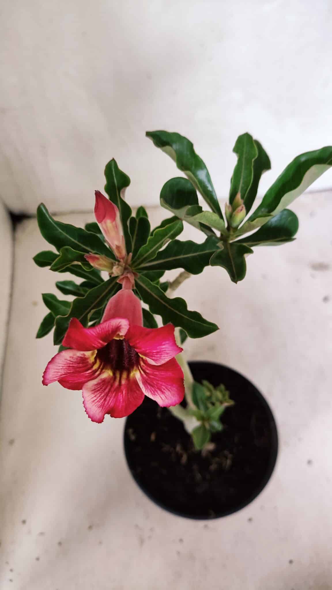 Planta Simples 3330 – 30cm – 02 anos - foto 4