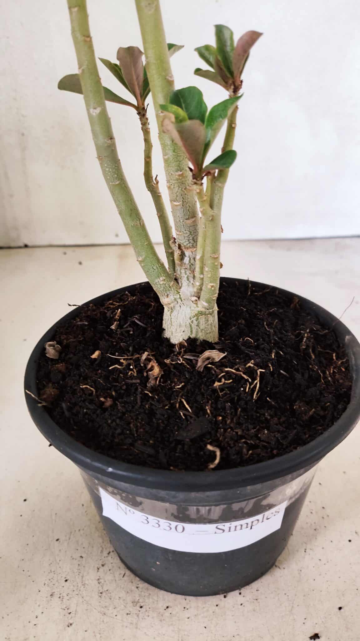 Planta Simples 3330 – 30cm – 02 anos - foto 7